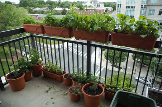 Terracotta planters with herbs on apartment balcony railing and floor