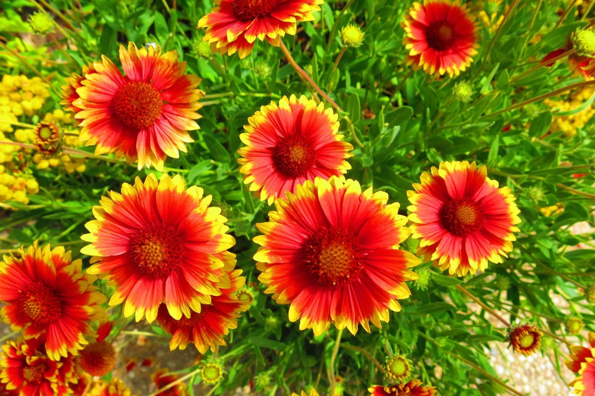 Blanket Flower