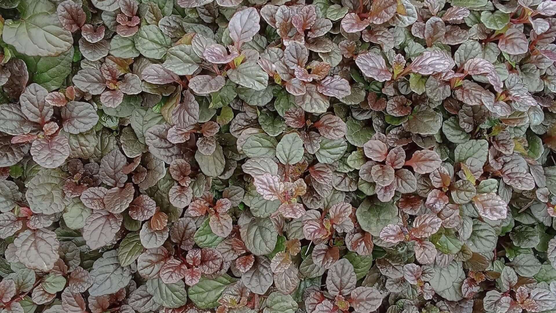 Dense variegated bugleweed leaves in green and reddish-purple hues