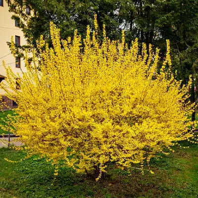 All About Forsythia Shrubs | TN Nursery - TN Nursery