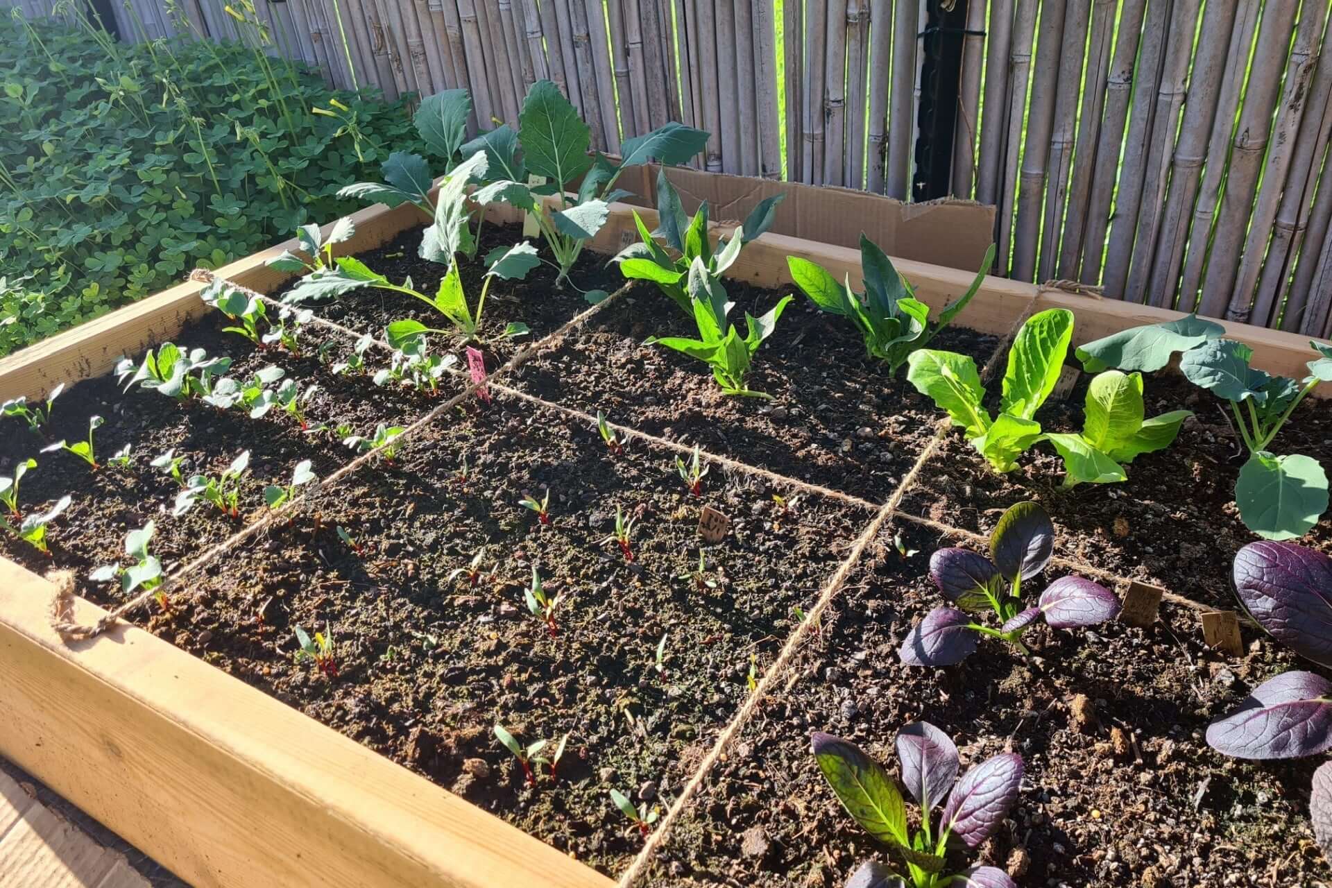 Maximize Your Garden Space with Square-Foot Gardening