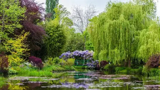 Vibrant arched green wooden bridge amid willow trees and purple flowers over pond
