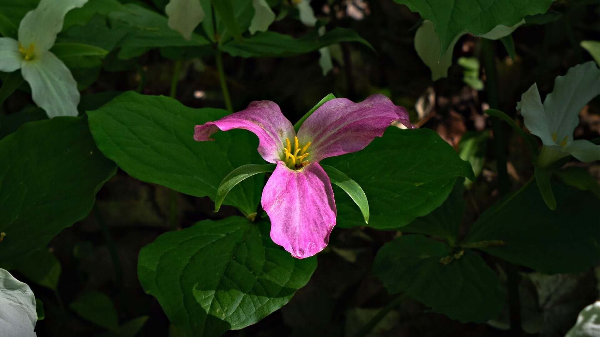 Pink Trillium