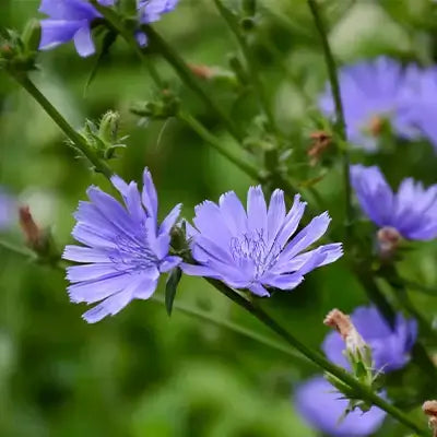 Delicate light purple chicory flowers with slender green stems and spiky buds