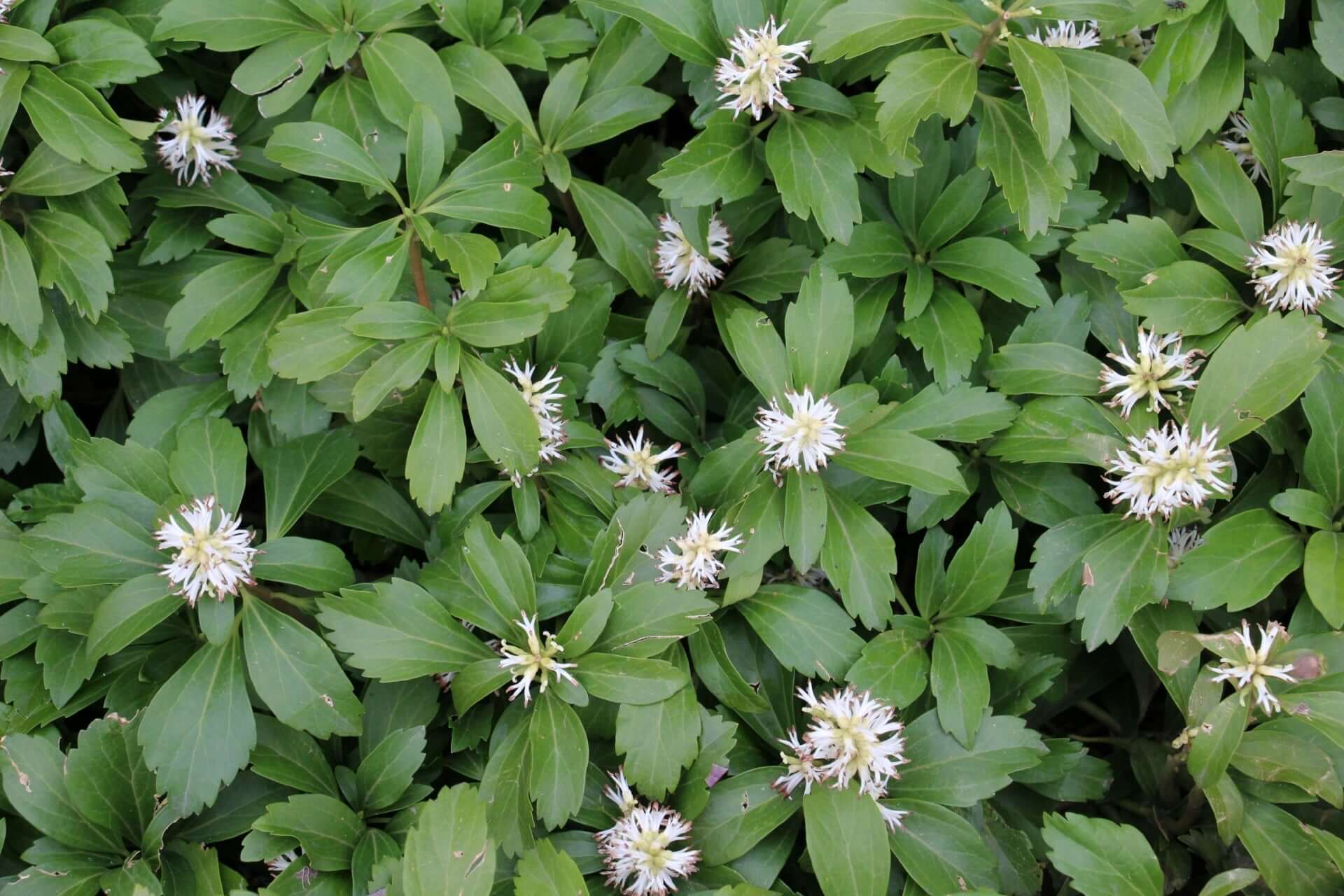 White star-shaped flowers bloom among lush green serrated leaves for sustainable lawns