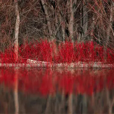 Red Osier Dogwood shrub with vibrant crimson vines mirroring in still water