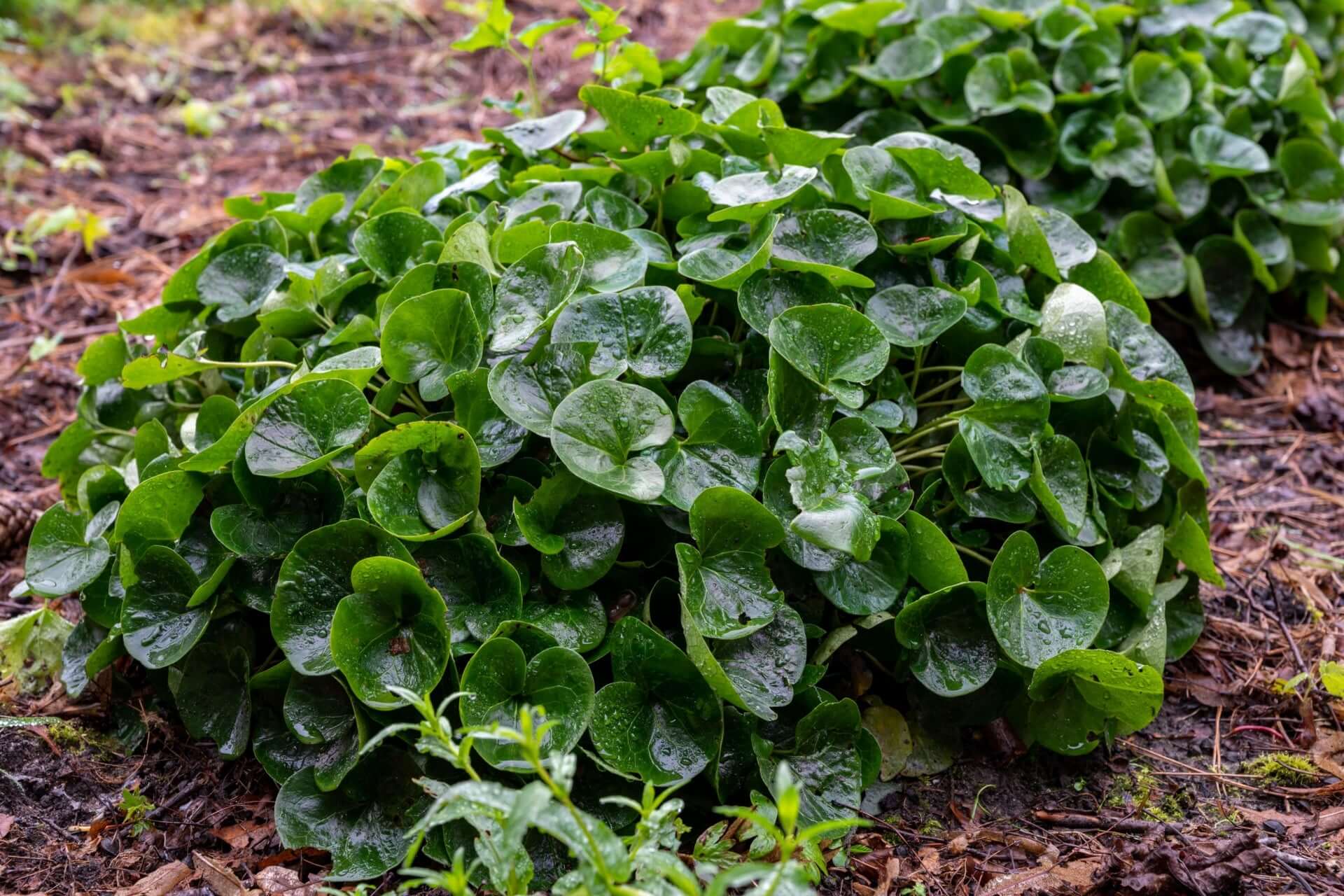 Lush European ginger heart-shaped leaves with water droplets