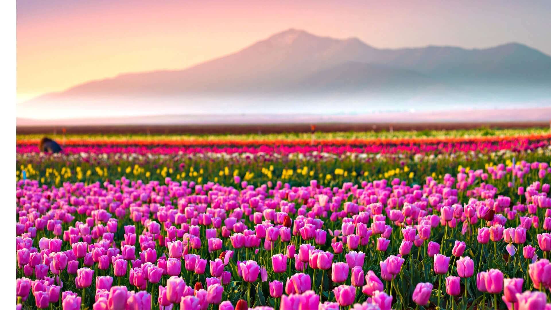 Tulip Splendor: Crafting a Colorful Garden Oasis - TN Nursery