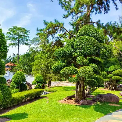 Selecting a Tree for Your Garden