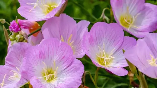 The Enchanting Dance of the Showy Evening Primrose - TN Nursery