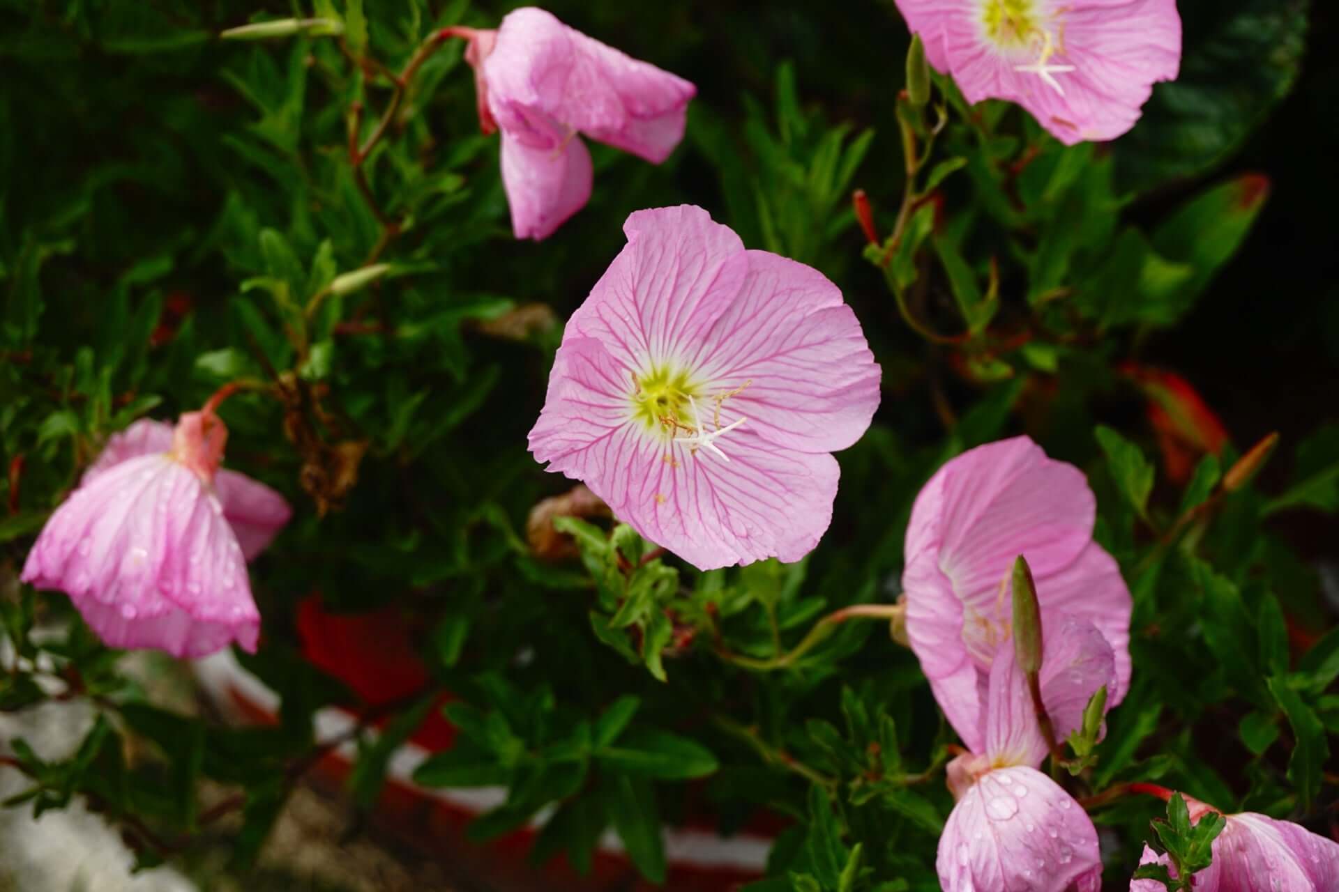 Showy pink primrose flowers with yellow centers in lush green foliage