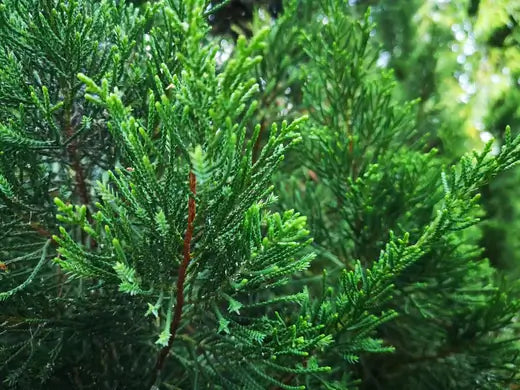 Eastern Cedar Trees: Planting and Care Guide - TN Nursery