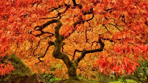 Vibrant red maple tree with gnarled branches and lush foliage