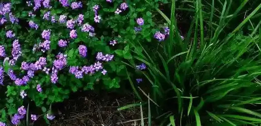 Vibrant purple shade perennial flowers with green leaves and grasses