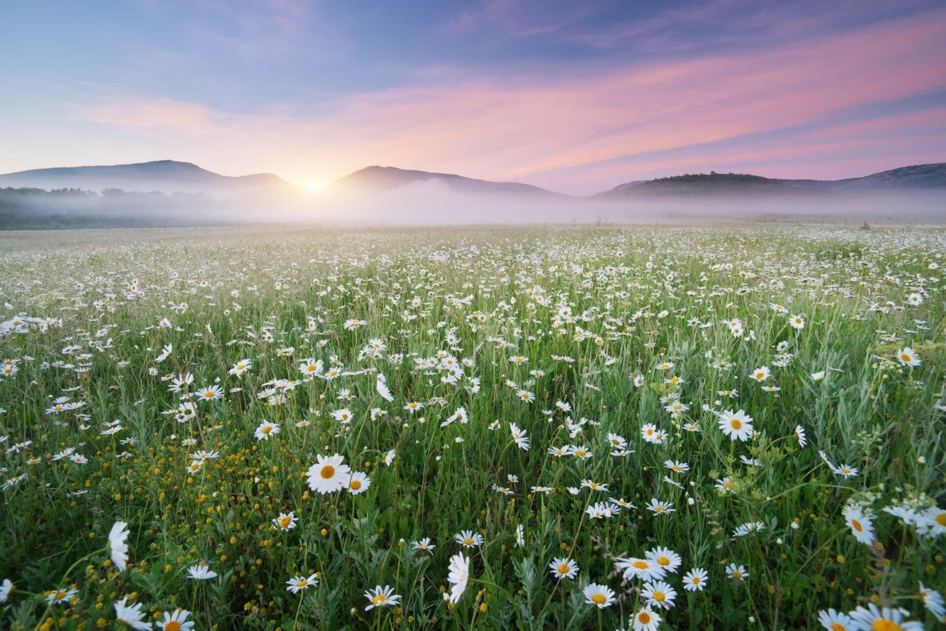 Spring landscape of white daisies in green grass under pink purple twilight sky