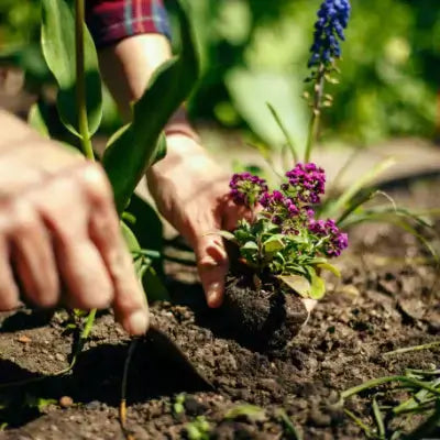 TN Nursery - Tennessee Wholesale Reviews - TN Nursery