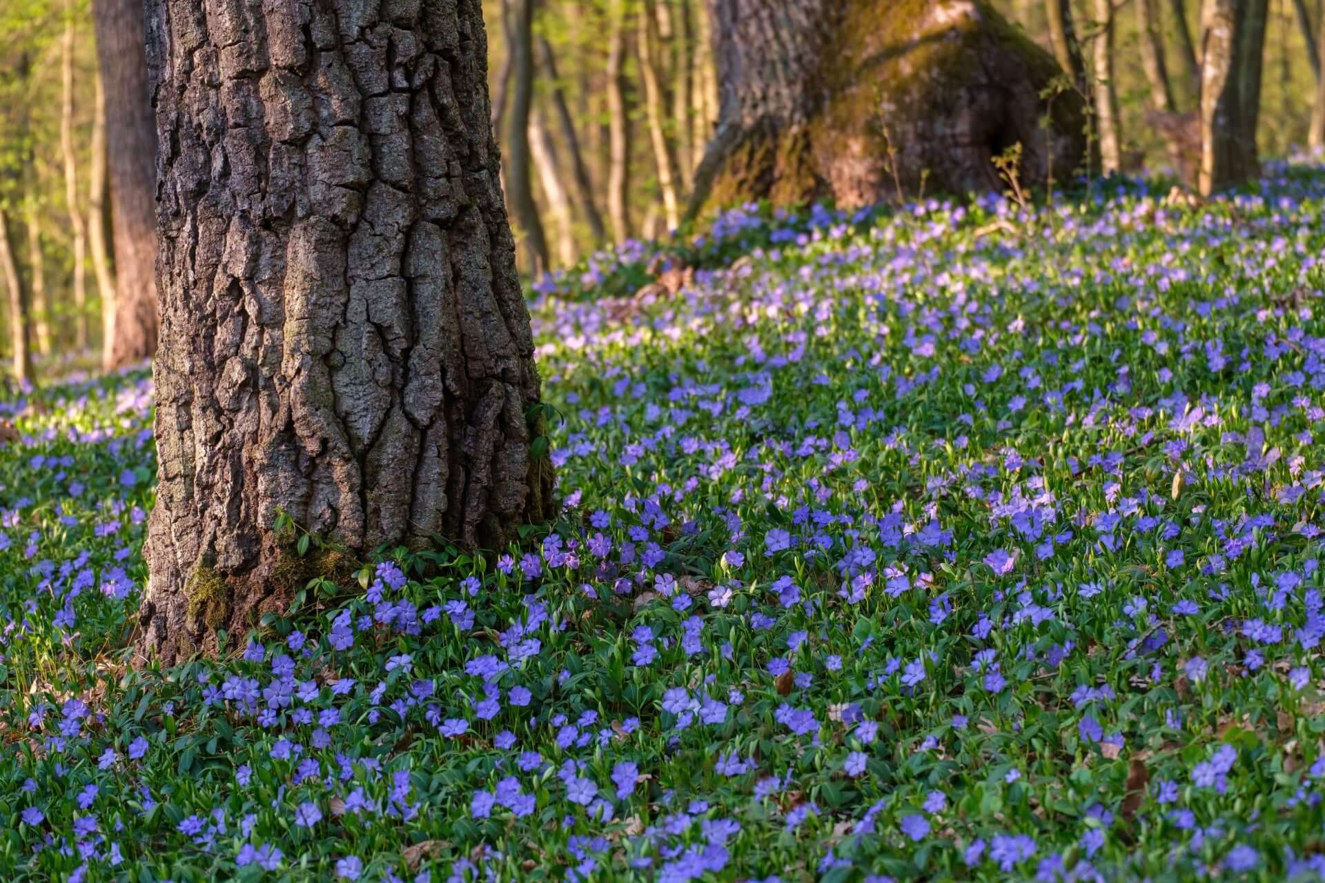 Vibrant periwinkle spring flowers blanket forest floor around tree trunk