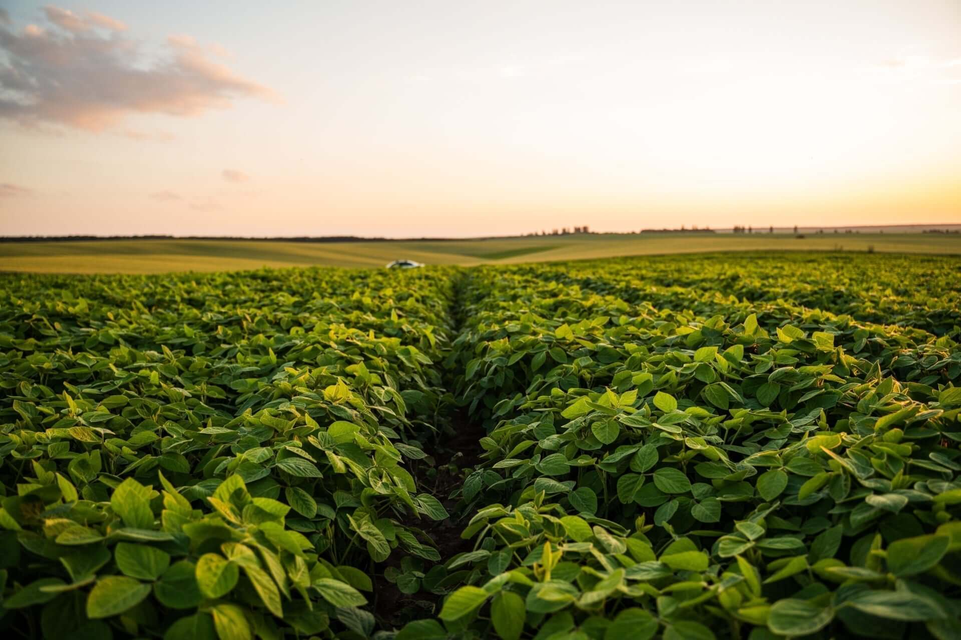 Vibrant green soybean plants in intensive agriculture field at sunset