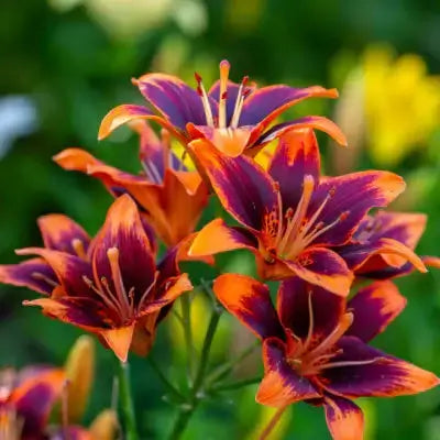 Vibrant orange and purple daylily flowers with ruffled petals