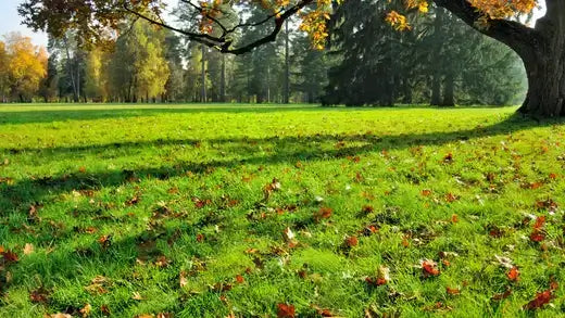 How to extend a lawn in autumn - TN Nursery
