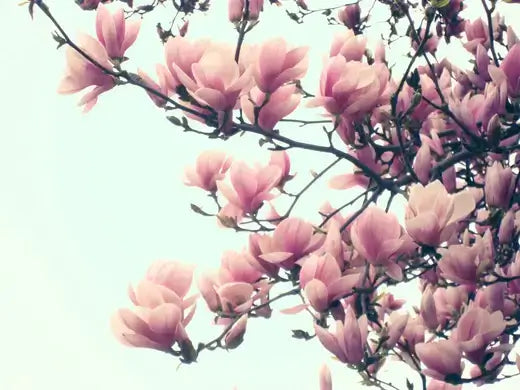 Delicate pink magnolia blossoms on branch in The Tulip Tree article