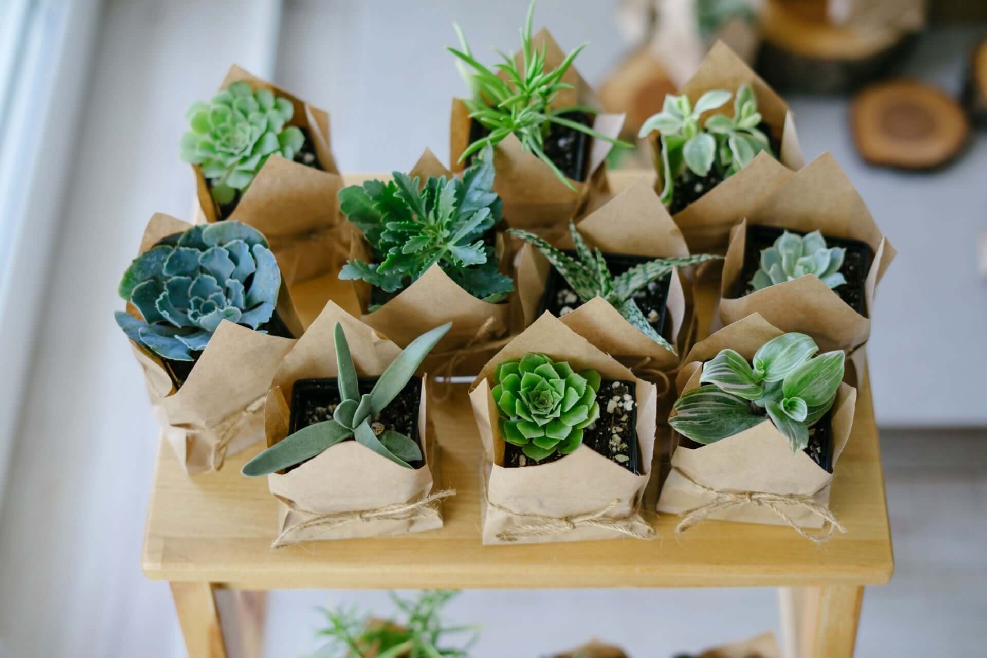 Small wrapped succulents in brown bags with twine, gifting idea