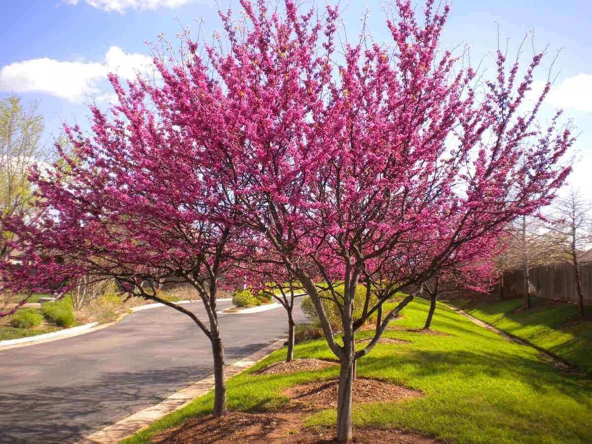 Vibrant pink flowering tree with dense blossoms at McMinnville TN nursery