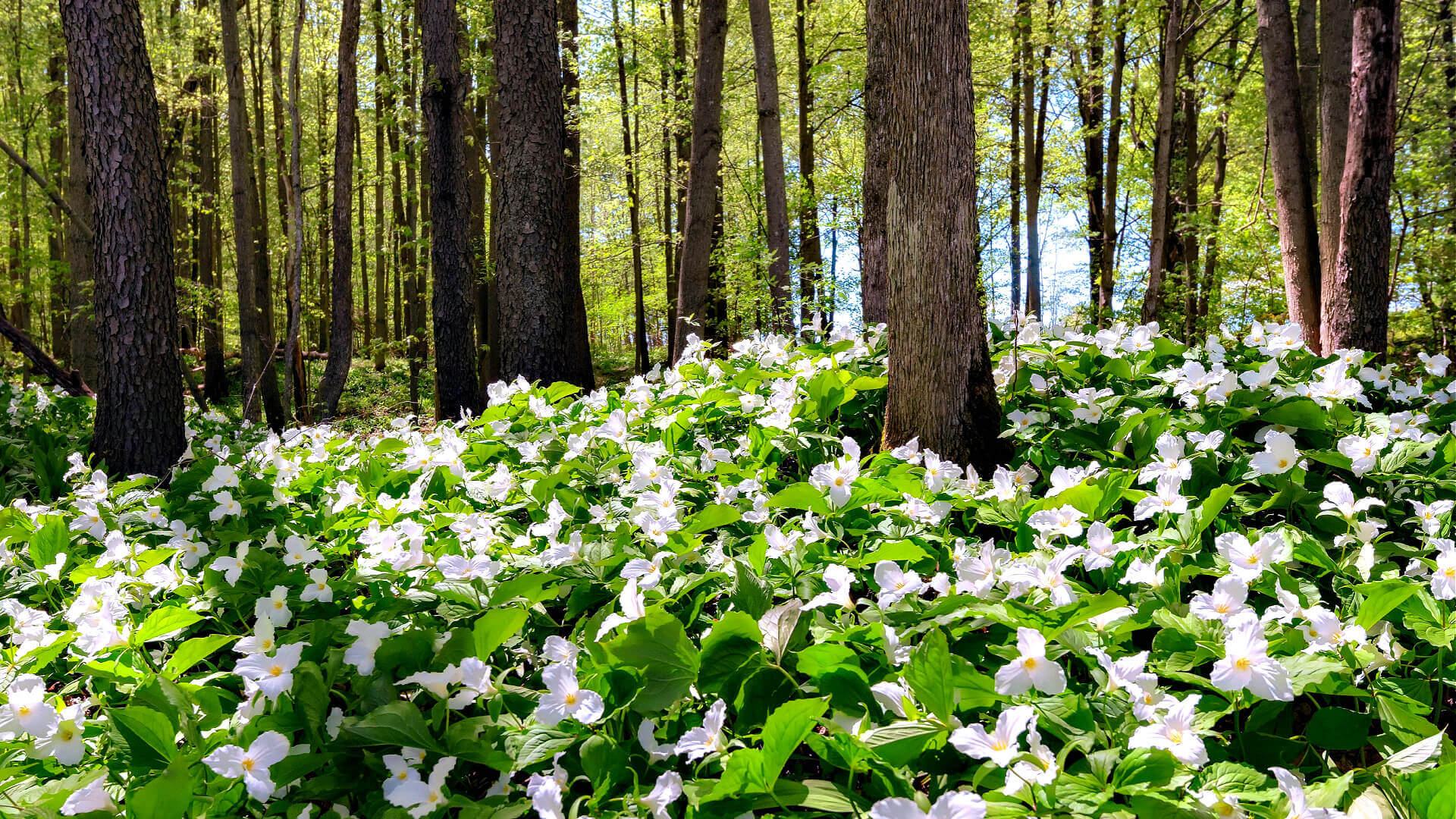 Trillium Tales Secrets of the Forest Floor - TN Nursery
