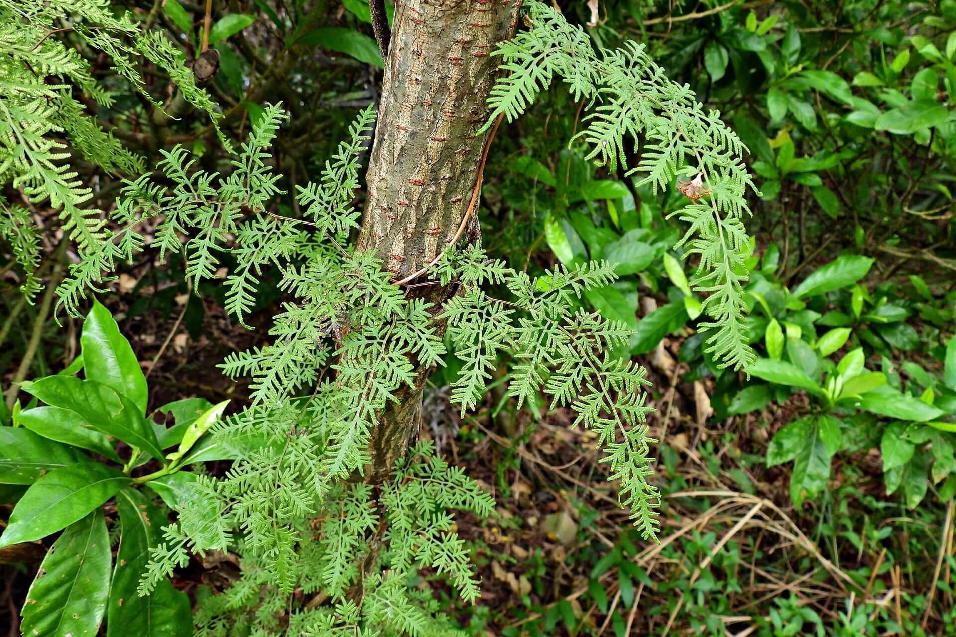 Japanese climbing fern green foliage cascading from textured trunk