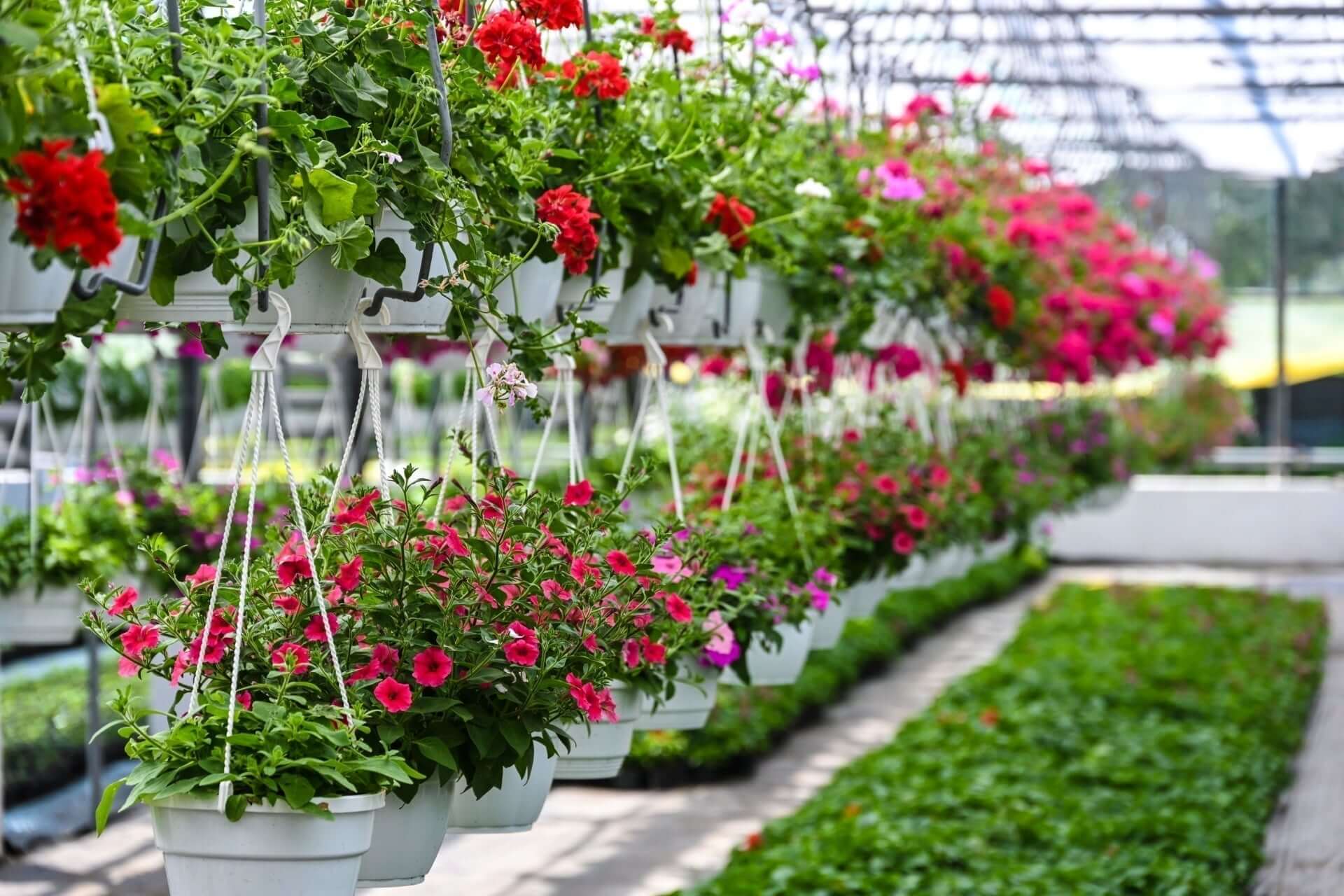 Blossoms Perfected Controlled-Environment Floriculture