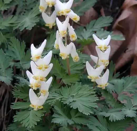 White Dutchman’s breeches bleeding heart flowers with drooping petals