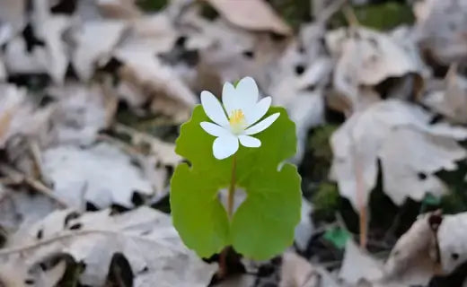 Delicate white low-growing perennial flower with yellow center on forest floor