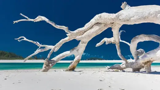 Weathered white driftwood trunk on sandy beach from TN Nursery