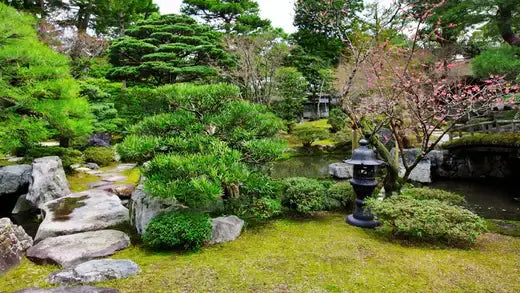 Creating a Tranquil Haven - TN Nursery