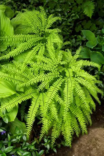 Growing And Caring For Native Ferns Can Be A Rewarding Experience. - TN Nursery