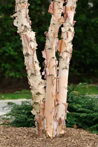 Growing River Birch Trees: A Planting & Care Guide for Gardeners - TN Nursery