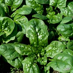 Fresh vibrant green spinach leaves for home gardening