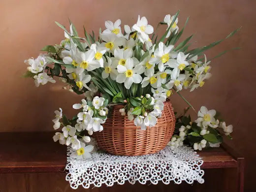 Gwother and Care for White Daffodil Perennials - TN Nursery