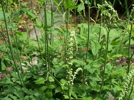 Herbal Uses For Black Cohosh - Facts | - TN Nursery