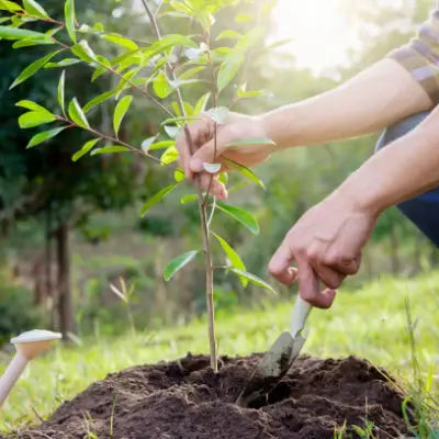 How Do You Plant a Tree? - TN Nursery