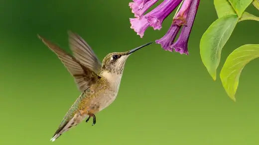 How To Attract Hummingbirds To Your Garden - TN Nursery