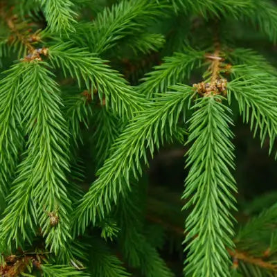 How to Find the Perfect Evergreen Tree - TN Nursery