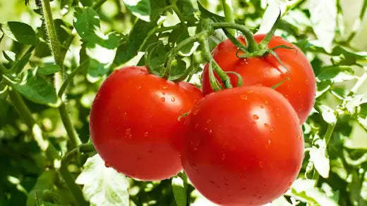 How To Grow Tomato Plants Successfully - TN Nursery