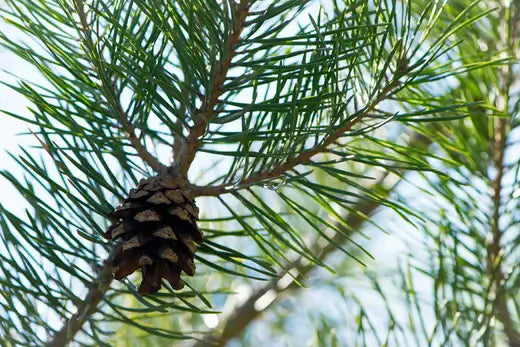 Loblolly Pine Tree Is a Fast Growing Conifer iIn Eastern US - TN Nursery