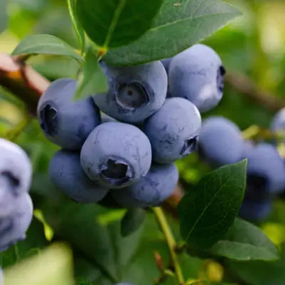 Lowbush Blueberry Shrubs - TN Nursery