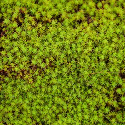 Moss Sphagnum: A Natural Bog Plant - TN Nursery