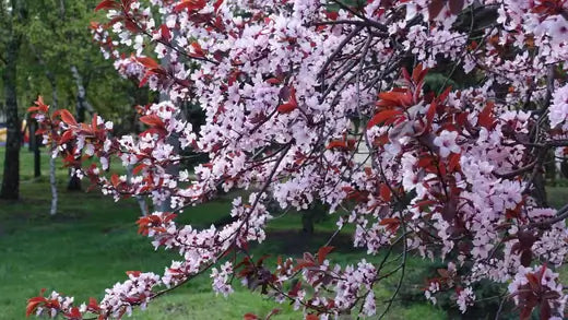 Ornamental Trees: Nature's Masterpieces in Landscaping - TN Nursery