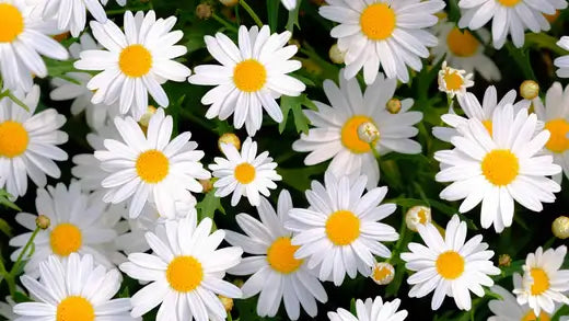 Oxeye Daisy - Everything You Need to Know - TN Nursery