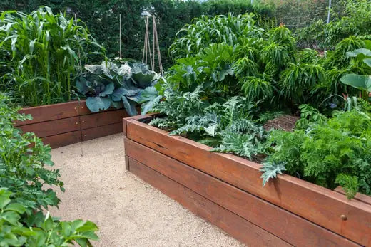 Raised Garden Beds Offer Numerous Benefits - TN Nursery