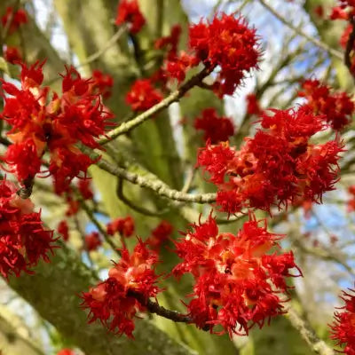 Red Maple Acer Rubrum Tree Information - TN Nursery